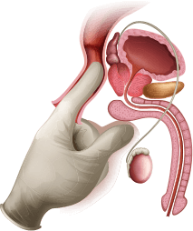 próstata anatomía tamaño